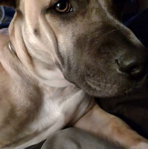 Meet your Posher, Carrie